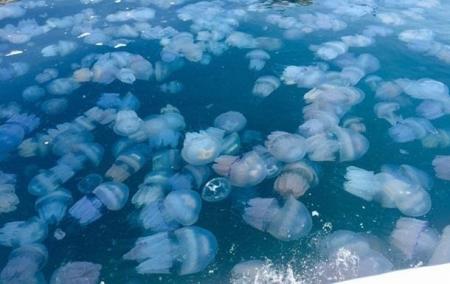 Ученый объяснил, почему Азовское море заполонили медузы