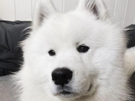 В Норвегии собака стала звездой Instagram