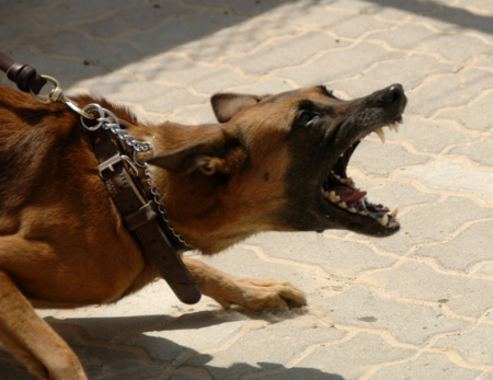 Нападение собак: эксперты рассказали, как добиться компенсации