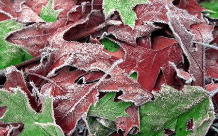 3365218-foliage-autumn-frost-maple-519087-JdlQqsRU-1024x640_13.11.21