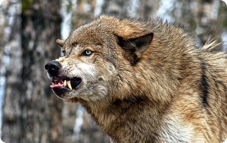 В Винницкой области стая волков-мутантов держит в страхе целый район
