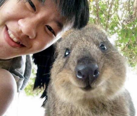 В Австралии туристам запретили делать селфи с вомбатами