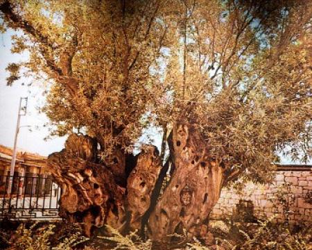 Вандалы уничтожили дерево, которое посадил сам Платон