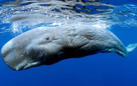 Ученые считают, что наконец-то могут разговаривать с китами 