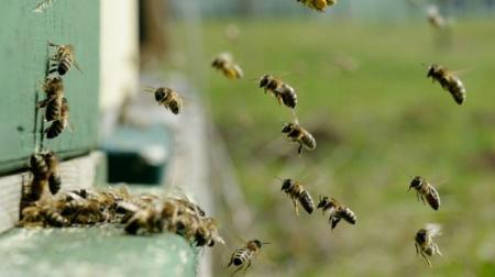 Пчелы вымирают: Украина покинула тройку мировых экспортеров меда