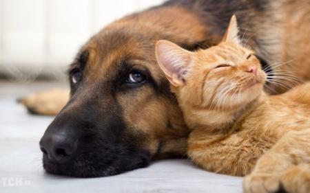 Чи можна годувати кішку собачим кормом, а собаку – котячим?