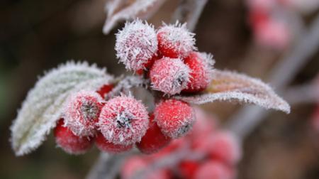 5bd7cf1-red-berries-snow-frost-winter-2560x1600_09.12.21