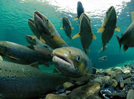 Из-за высокой температуры воды на Аляске массово гибнет лосось