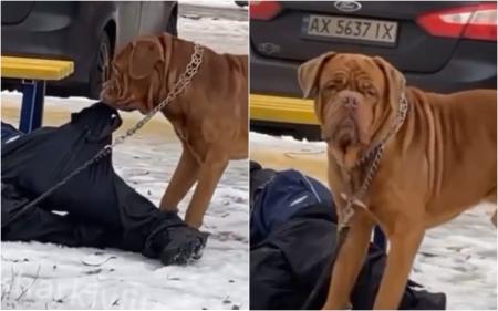 Тащил домой хозяина: пес из Харькова стал звездой интернета