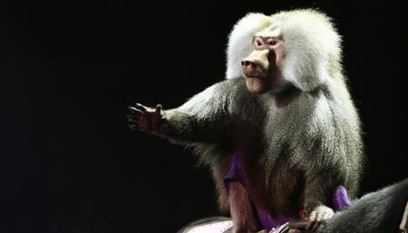 Париж откажется от цирков с дикими животными с 2020 года