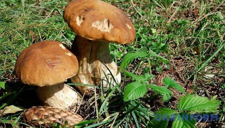 Как отличить съедобные грибы от ядовитых 