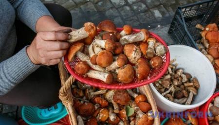 Украинцев предупреждают о “коварстве” грибов