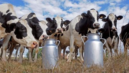 В Украине острый дефицит молочного сырья — ассоциация