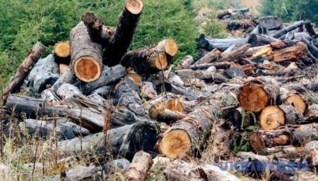 путін та шойгу планують вирубку та продаж українського лісу – розвідка