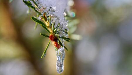 Январь в Чернигове побил три температурных рекорда