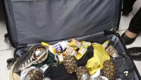 В аэропорту Филиппин нашли четыре чемодана черепах