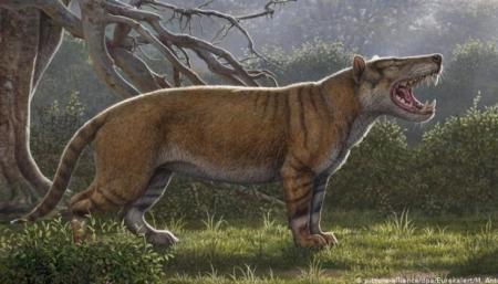 Массивные клыки и вес до 1,5 тонны: в Кении открыли гигантского предка львов