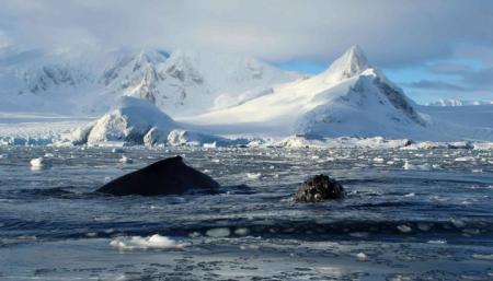 Из-за COVID-19 британцы на год отложат полевые исследования в Антарктиде