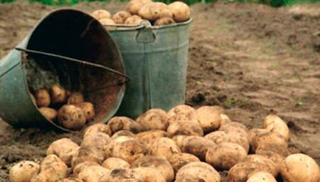 Украина - страна с одним из наибольших дефицитов картофеля в мире - экономист ФАО