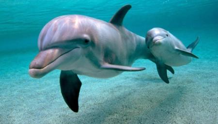 В оккупированном Крыму за 2,5 года на берег выбросило 1200 дельфинов