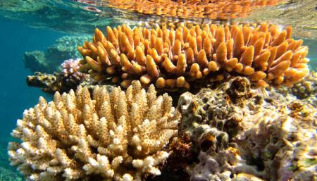До 90% коралловых рифов исчезнут в течение следующих 20 лет