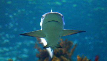 Испытания атомного оружия помогли установить возраст акул