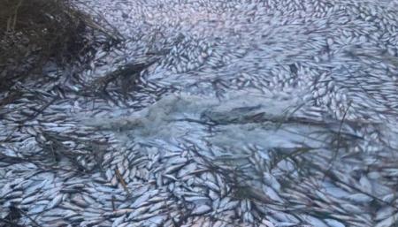 Сероводород или аммиак: ученые выясняют, почему на Херсонщине гибнет рыба