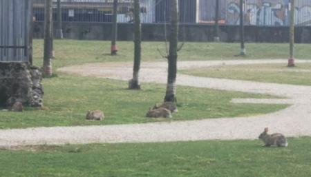 Зайцы заполонили парки безлюдного Милана