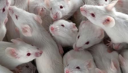 Ученые создали мини-сердце из стволовых клеток мышей