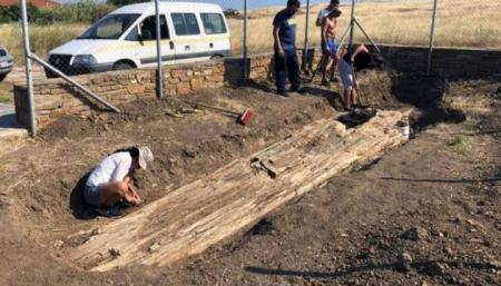 В Греции раскопали дерево возрастом 20 млн лет