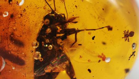 Ученым удалось выделить фрагменты ДНК насекомых, «замурованных» в смоле