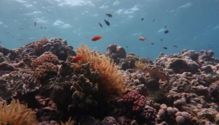 Большой барьерный риф потерял более половины кораллов из-за смены климата - ученые