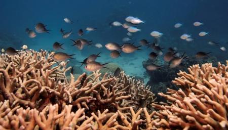 В Австралии обнаружили риф, который выше Эмпайр-стейт-билдинг