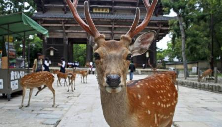 Отсутствие толп туристов изменило поведение оленей в японской Наре