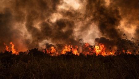 В Бразилии выгорела треть самого большого в мире болота Пантанал