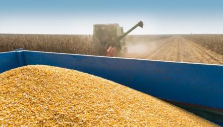 Україні прогнозують рекордний урожай кукурудзи - до 40 мільйонів тонн