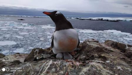Глобальное потепление повлияло на популяции пингвинов в Антарктиде - ученый