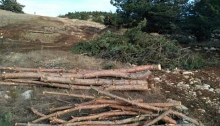 Оккупанты вырубают лес в Крыму на Ай-Петри