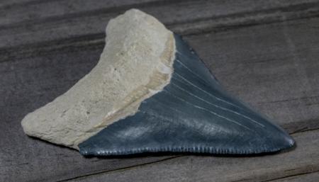 Американец нашел зуб акулы, вымершей три миллиона лет назад