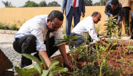 Эфиопия в этом году высадит шесть миллиардов деревьев