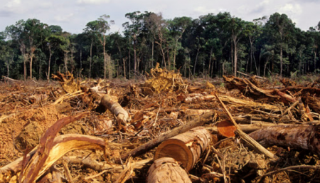 Екологи заявляють про рекордну вирубку дерев Амазонки