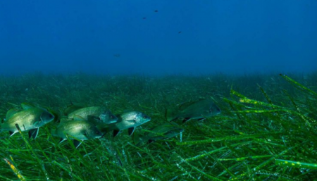 Морские водоросли страдают от шума, вызванного людьми - ученые