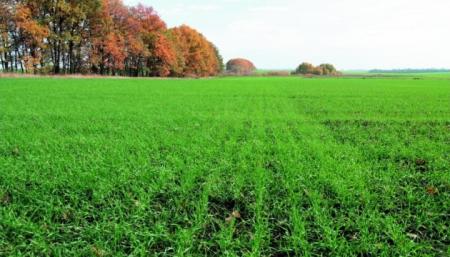 Уряд визначив розміри держпідтримки страхування площ посівів озимої пшениці