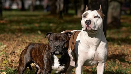 В Україні затвердили перелік небезпечних порід собак