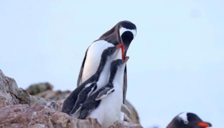 Українські полярники показали, як пінгвіни вистрибують з води на берег