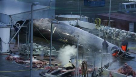 Ісландія планує з 2024 року припинити китобійний промисел