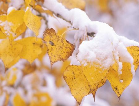 Во второй половине октября в Украине может выпасть первый снег