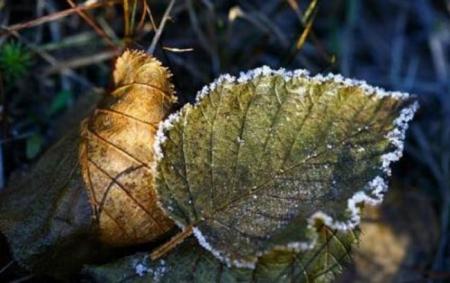 В Украину идут сильные заморозки: синоптики назвали дату и регионы, где ждать похолодания