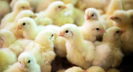 Десятки тысяч цыплят сгорели на птицеферме в Японии 
