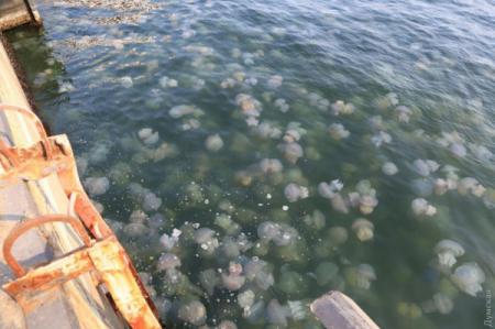 В море под Одессой — нашествие медуз
